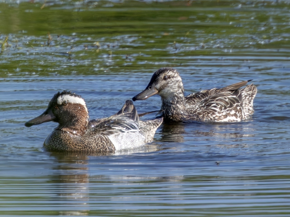 Garganey, Pectoral Sandpiper, Palmate Newt, and a pair of courting Cuckoos